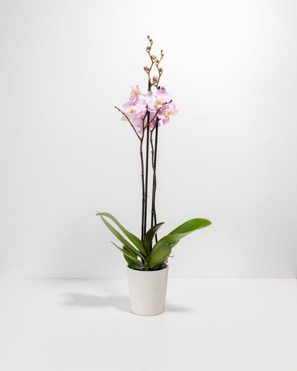 Pink Phalaenopsis Orchid - Image 3