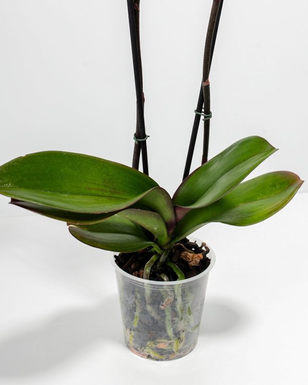 Purple Phalaenopsis Orchid - Image 2