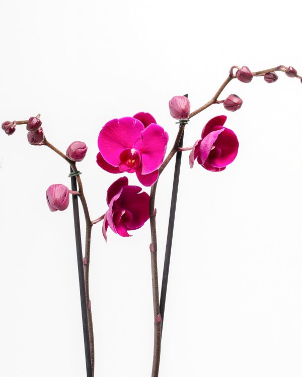 Purple Phalaenopsis Orchid - Image 4