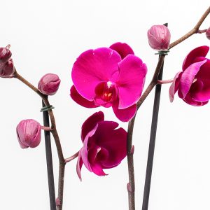 Purple Phalaenopsis Orchid