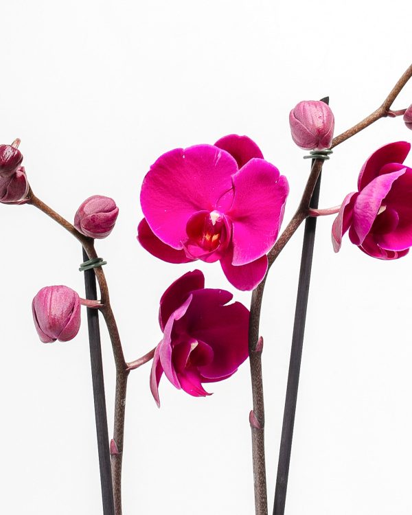 Purple Phalaenopsis Orchid