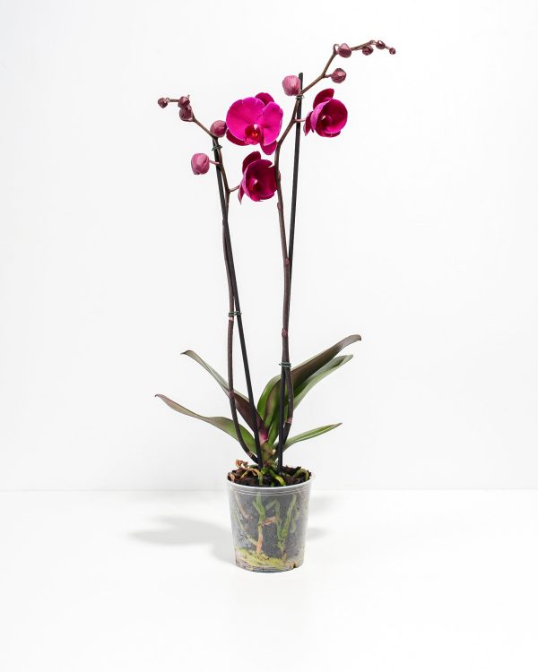 Purple Phalaenopsis Orchid - Image 3