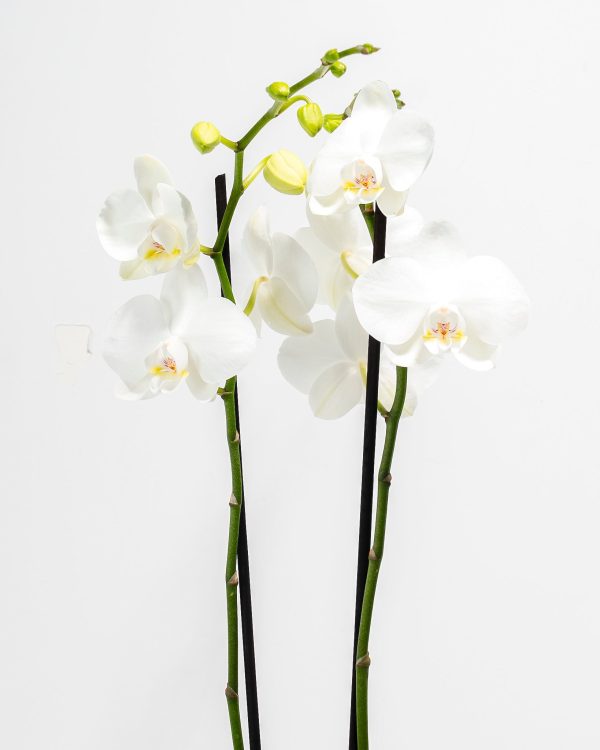 White Phalaenopsis Orchid - Image 2