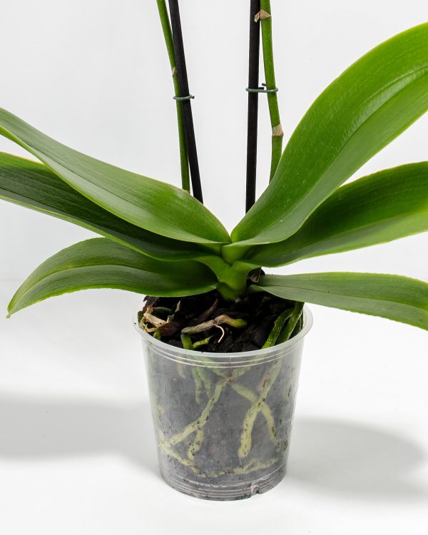 White Phalaenopsis Orchid - Image 3