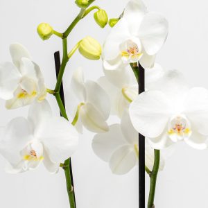 White Phalaenopsis Orchid