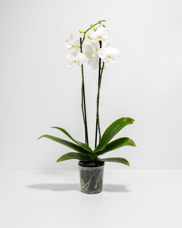 White Phalaenopsis Orchid - Image 4