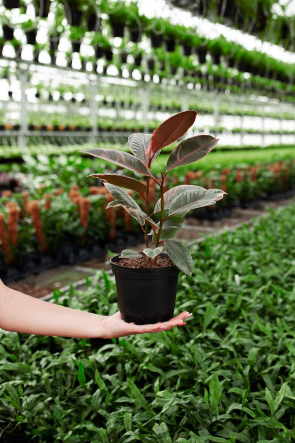 Ruby Rubber Tree Plant - Image 10