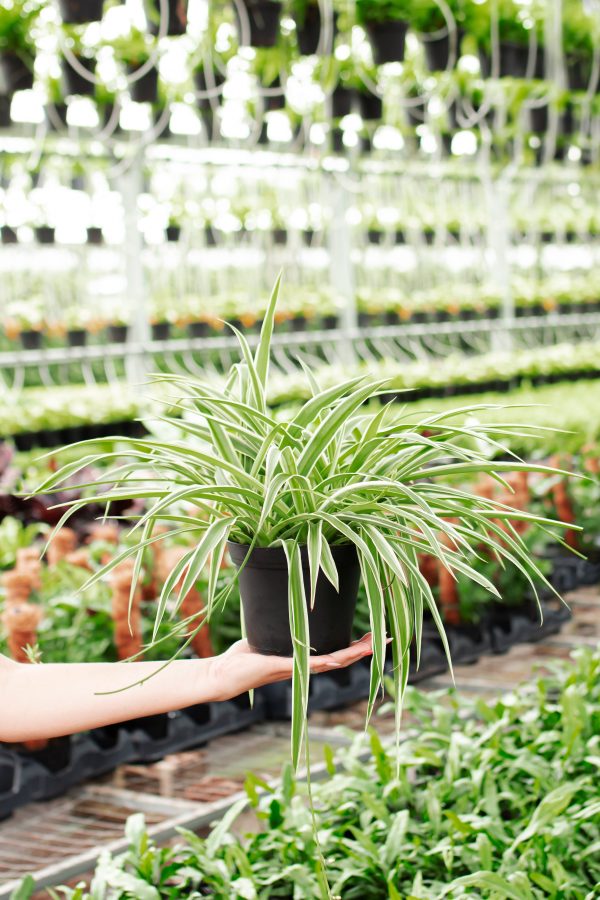 Spider Plant - Image 9