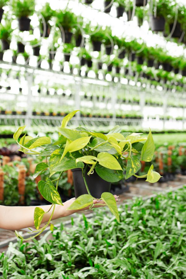 Golden Pothos Plant - Image 4