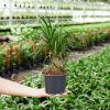 Ponytail Palm Tree - Image 16