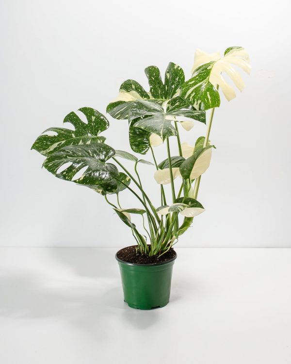 Monstera Thai Constellation - Image 4