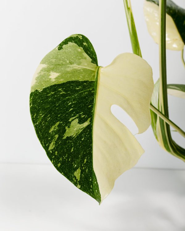 Monstera Thai Constellation - Image 3
