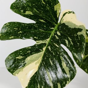 Monstera Thai Constellation
