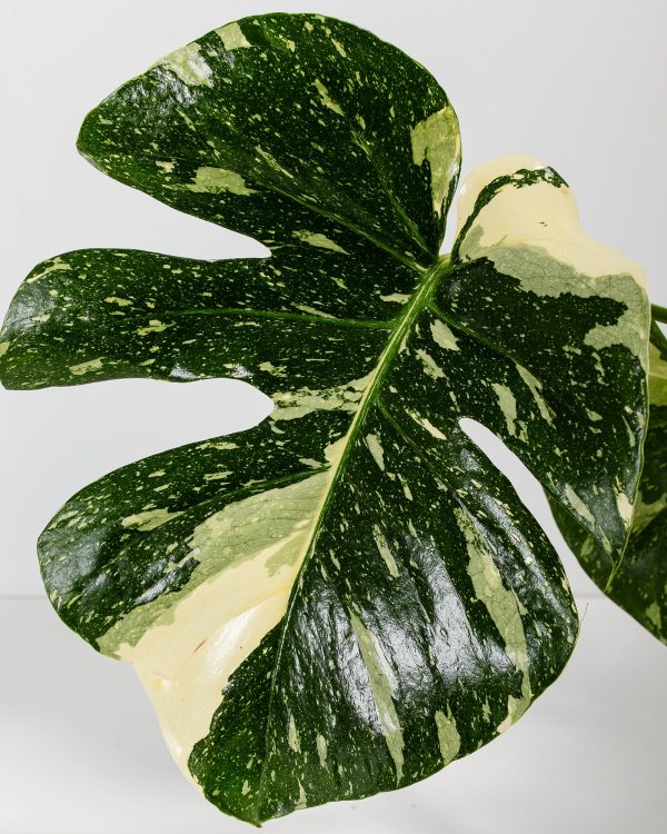 Monstera Thai Constellation