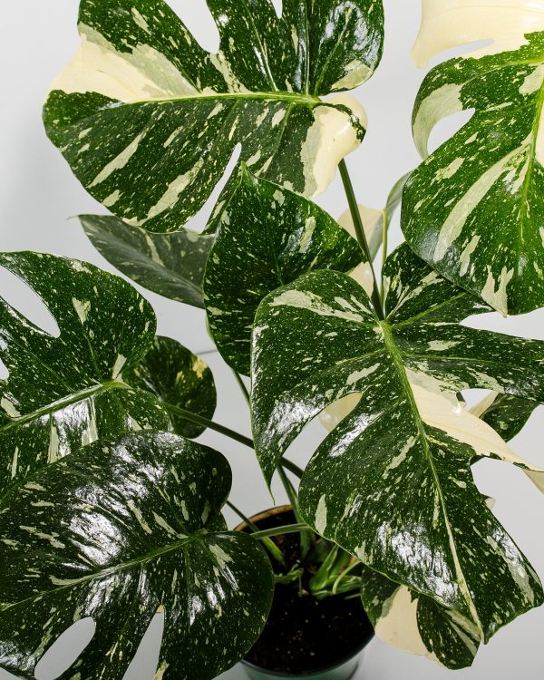 Monstera Thai Constellation - Image 2