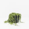 String of Pearls Plant - Image 2