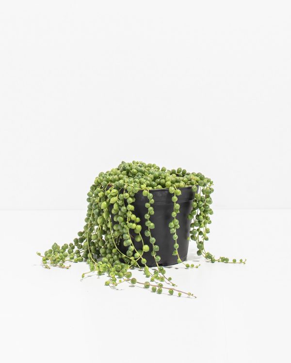 String of Pearls Plant - Image 2