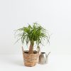 Ponytail Palm Tree - Image 7