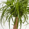 Ponytail Palm Tree - Image 5
