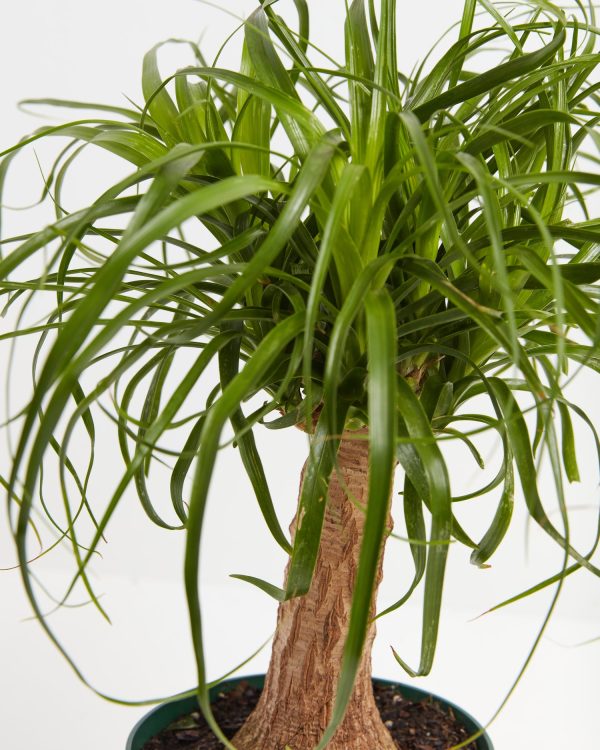 Ponytail Palm Tree - Image 5