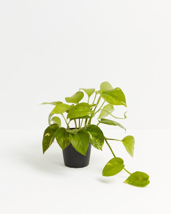 Golden Pothos Plant - Image 6