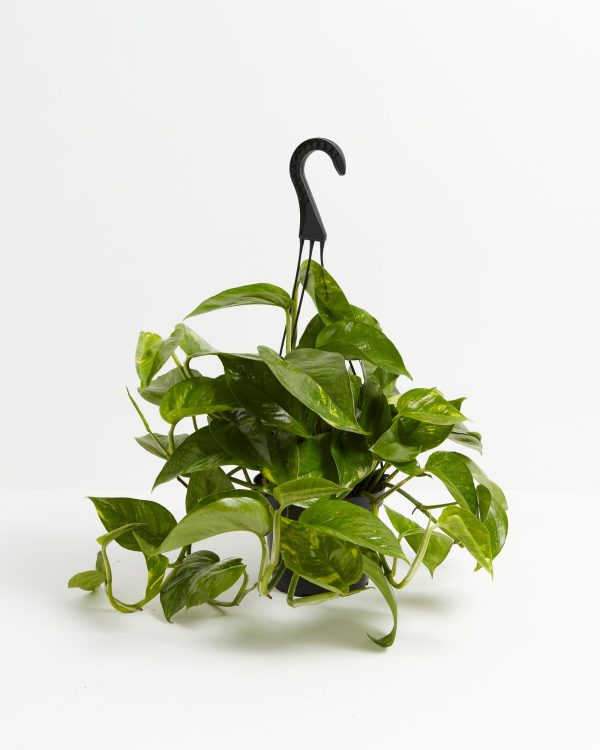 Golden Pothos Plant - Image 7