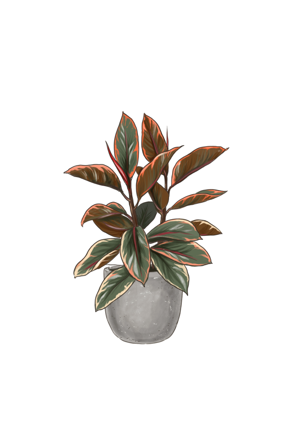 Ruby Rubber Tree Plant - Image 9