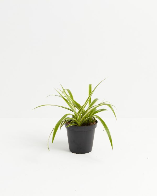 Spider Plant - Image 6