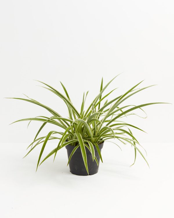 Spider Plant - Image 7