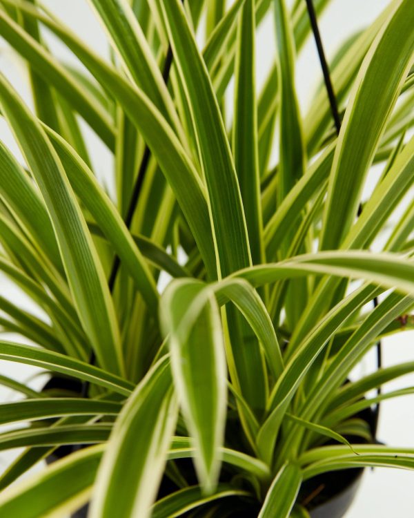 Spider Plant - Image 2