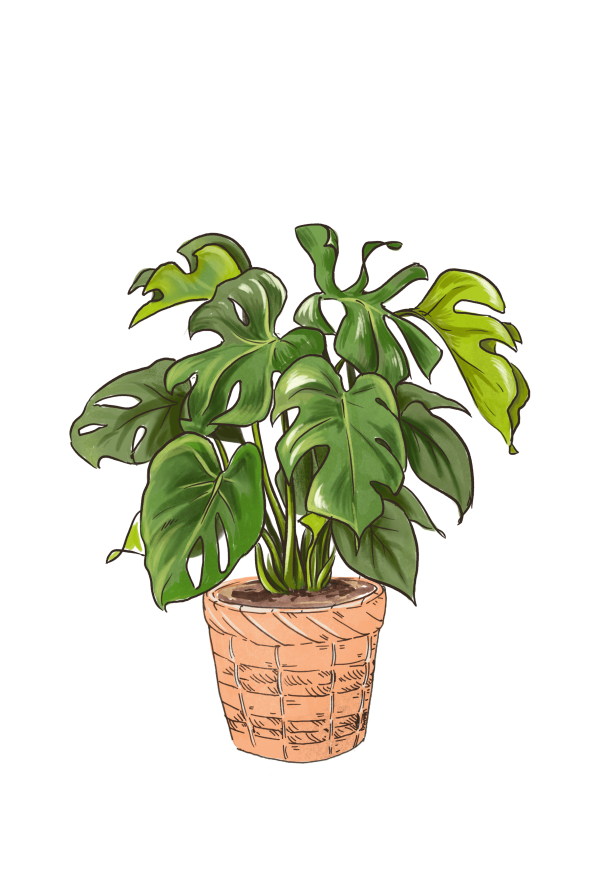 Monstera Deliciosa (Split Leaf Philodendron) - Image 13