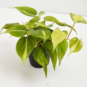 Philodendron Vine (Lemon Lime)