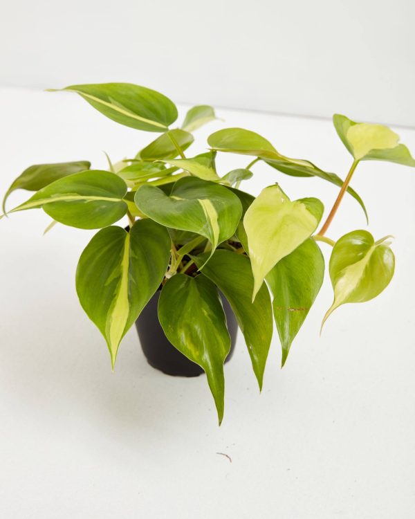 Philodendron Vine (Lemon Lime)