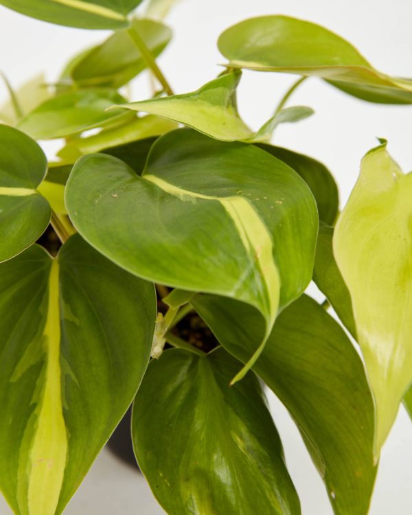 Philodendron Vine (Lemon Lime) - Image 2