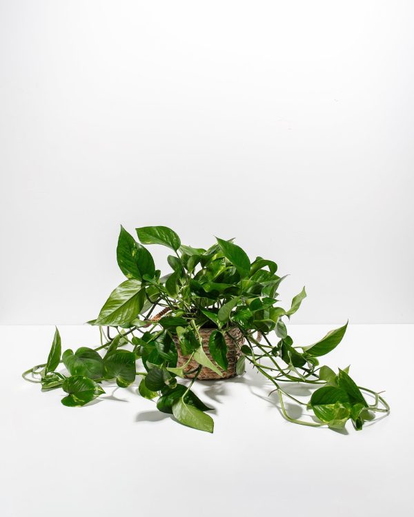 Golden Pothos Plant - Image 26