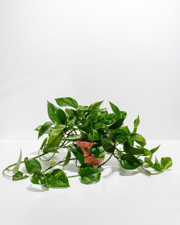 Golden Pothos Plant - Image 22