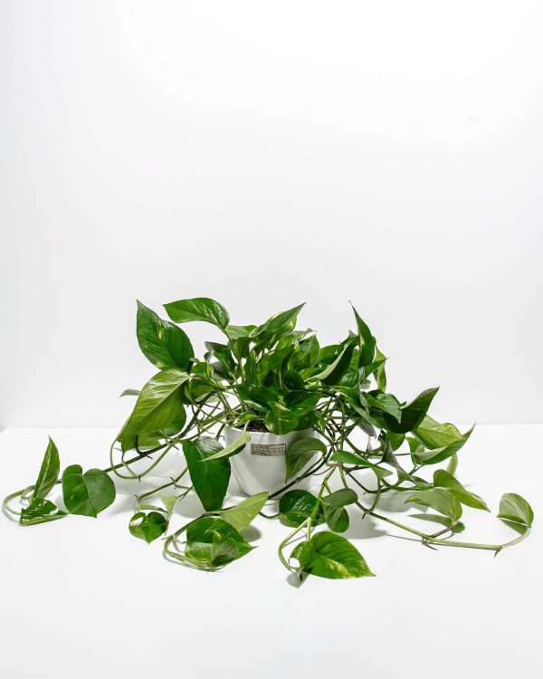 Golden Pothos Plant - Image 20