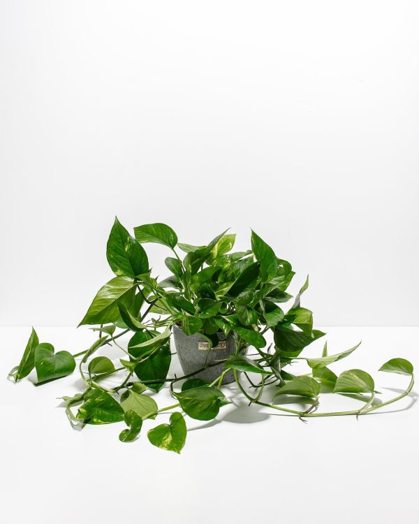 Golden Pothos Plant - Image 21