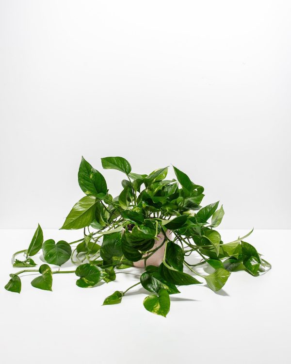 Golden Pothos Plant - Image 23