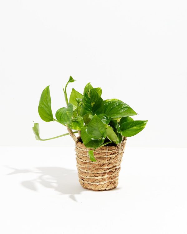 Golden Pothos Plant - Image 25