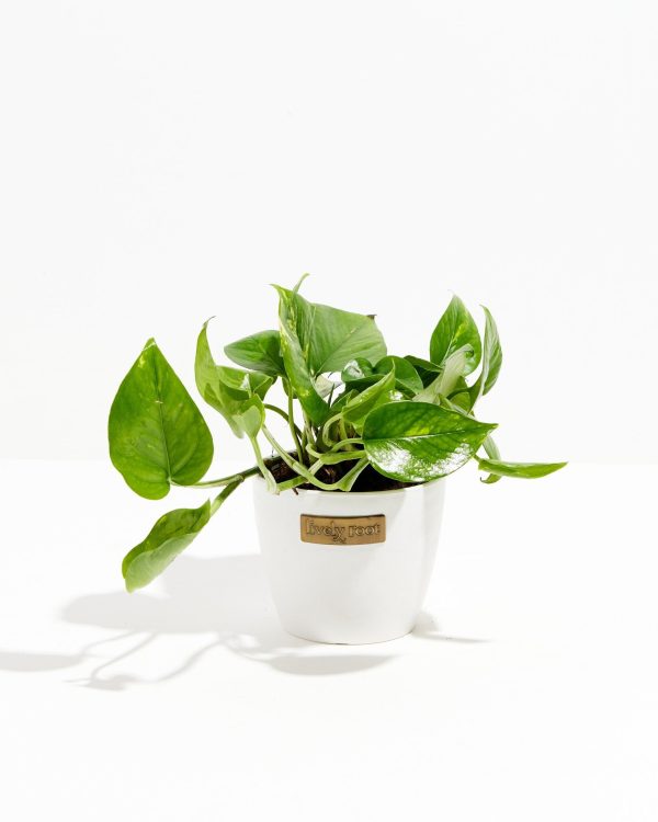 Golden Pothos Plant - Image 16