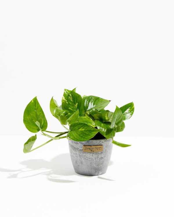 Golden Pothos Plant - Image 17