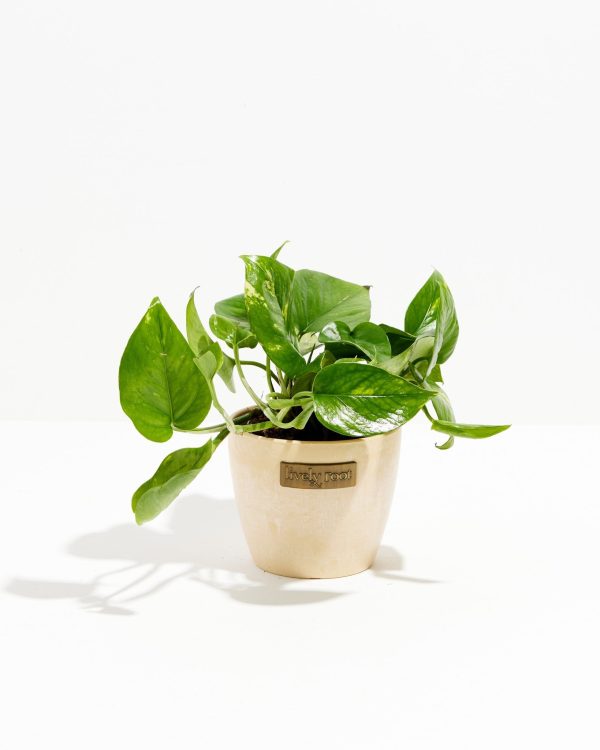 Golden Pothos Plant - Image 19