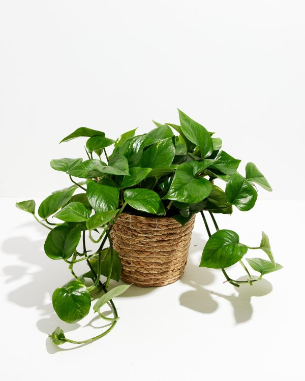 Golden Pothos Plant - Image 27
