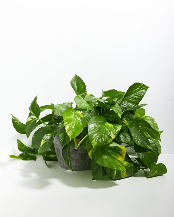Golden Pothos Plant - Image 24