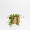 String of Pearls Plant - Image 7