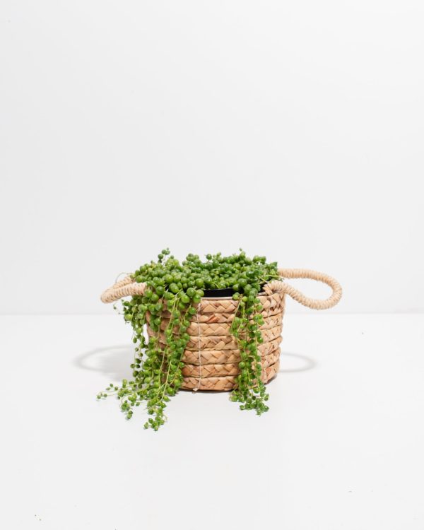 String of Pearls Plant - Image 7
