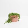 String of Pearls Plant - Image 5