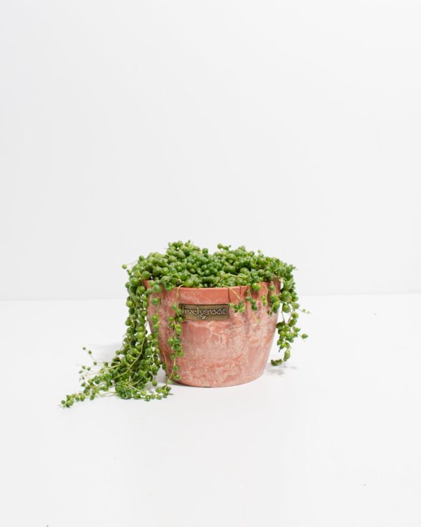 String of Pearls Plant - Image 5