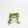 String of Pearls Plant - Image 3